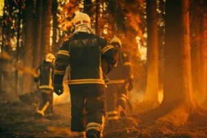 Establishing Shot: Team of Firefighters in Safety Uniform and Helmets Extinguishing a Wildland Fire, Moving Along a Smoked Out Forest to Battle Dangerous Ecological Emergency. Cinematic Footage.